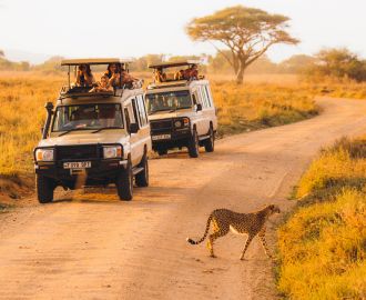 Safari